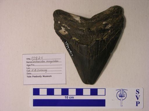 Carcharodon megalodon
