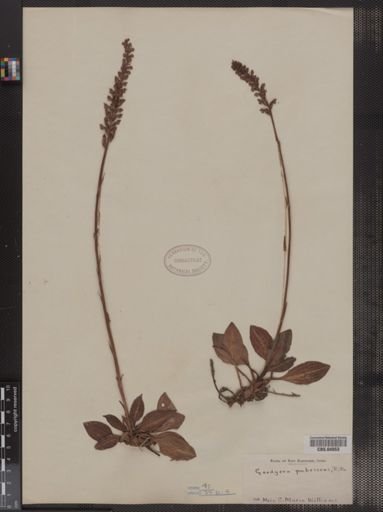 Goodyera pubescens