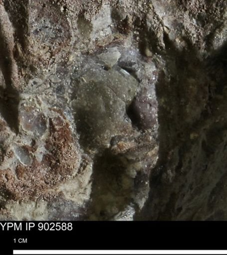 undet. Bivalvia