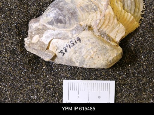 Inoceramus sp.