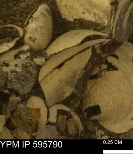 Protocardia sp.