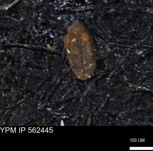 Miliammina inflata