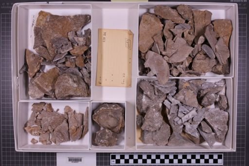 mixed taxa, stratigraphic collection