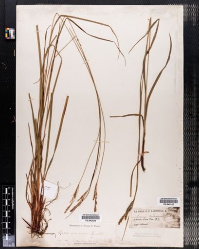 Carex virescens