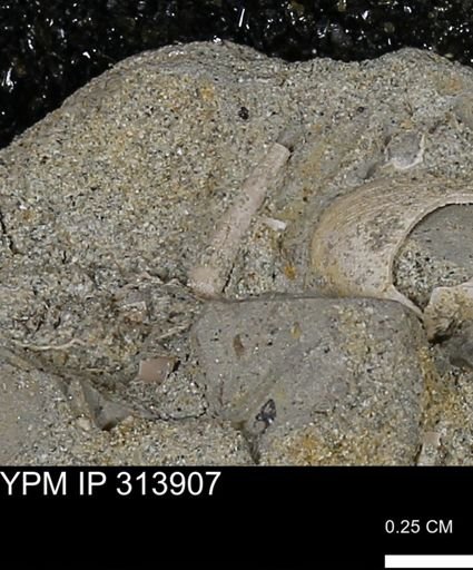 undet. Scaphopoda