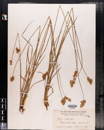 Carex bicknellii