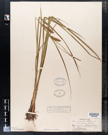 Carex rostrata