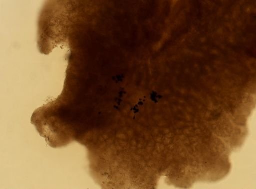 Pleioplana atomata