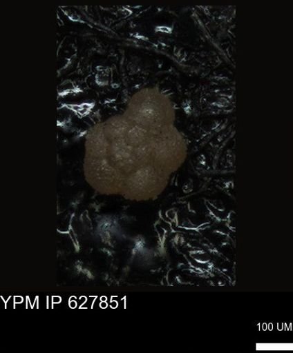 undet. Foraminiferida