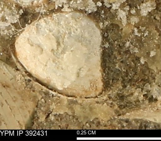 Protocardia subquadrata