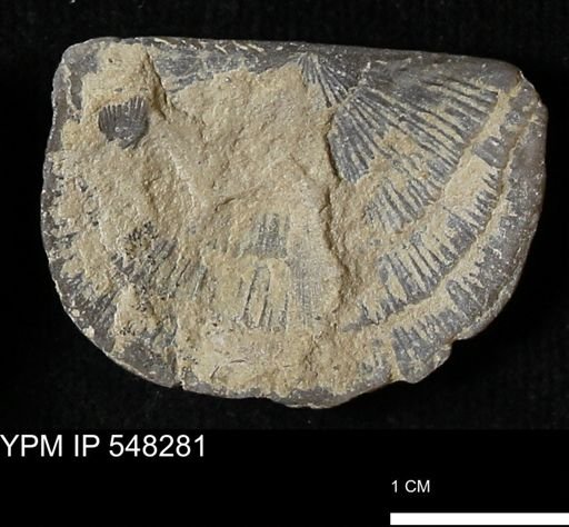 Stropheodonta sp.