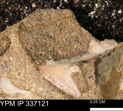 undet. Mollusca