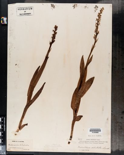 Habenaria
