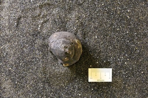 Harpagodes oceani