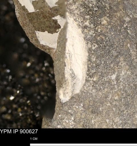 undet. Mollusca