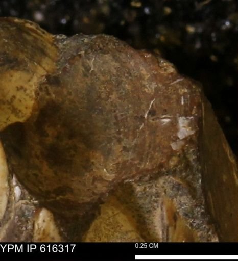 Protocardia subquadrata