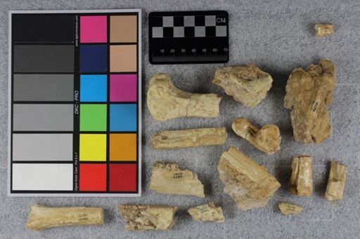 Mesohippus bairdi