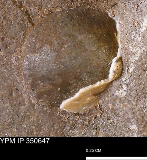 undet. Bivalvia