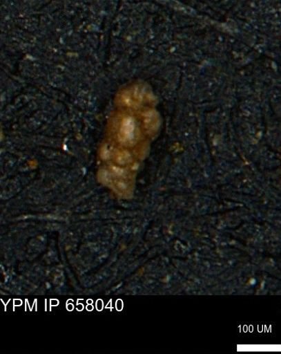 Verneuilinoides hectori