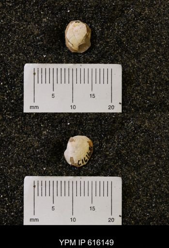 Protocardia subquadrata