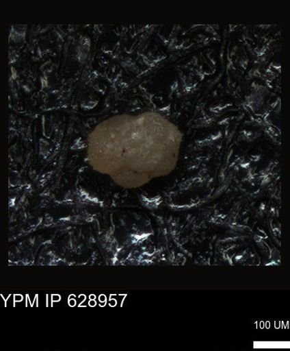 undet. Foraminiferida