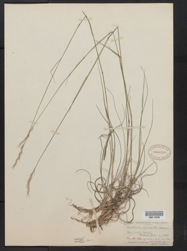 Danthonia spicata