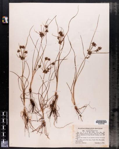 Cyperus grayii