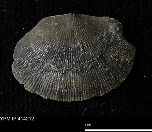 Devonochonetes mucronatus?
