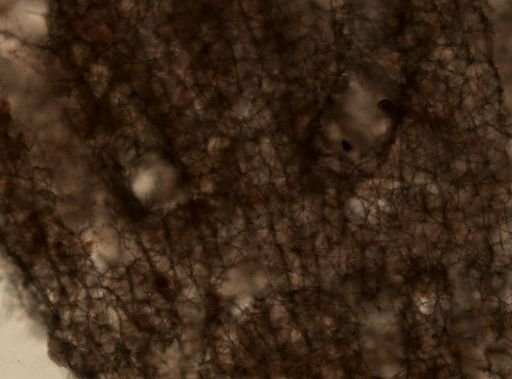 Haliclona (Gellius) sp.