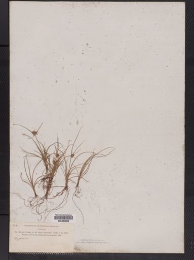 Cyperus