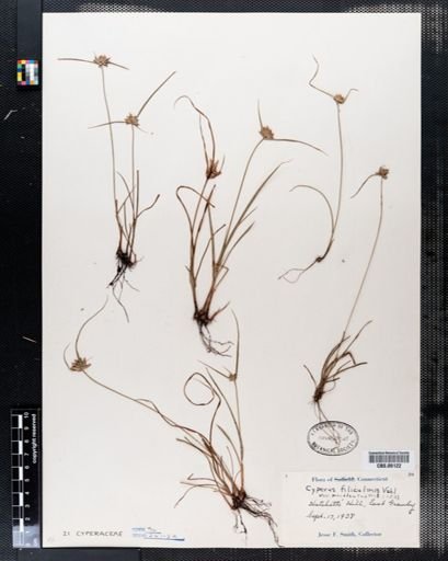 Cyperus filicinus