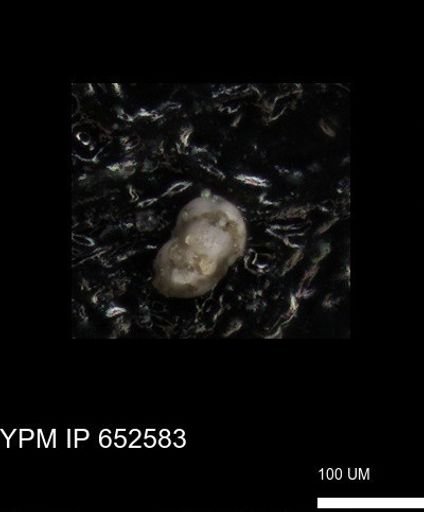 undet. Foraminiferida