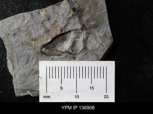 Ctenocephalus maltheus
