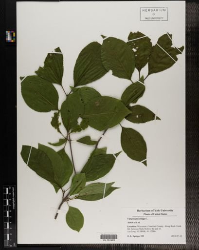 Plantae