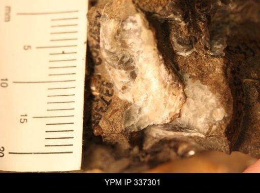 undet. Ostreidae