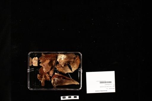 Dermochelys coriacea