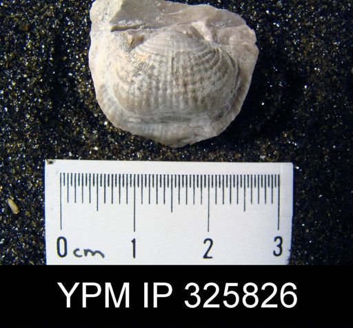 Proboscidella kutorgae