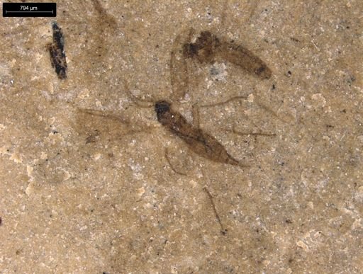 undet. Diptera
