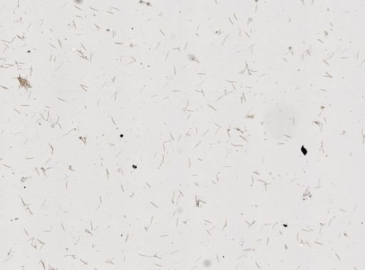 Haliclonidae