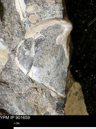 undet. Mollusca