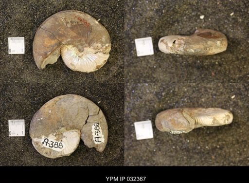 Hoploscaphites nicolletii