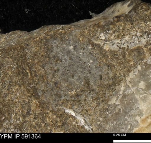 undet. Mollusca