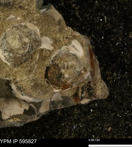 Protocardia sp.