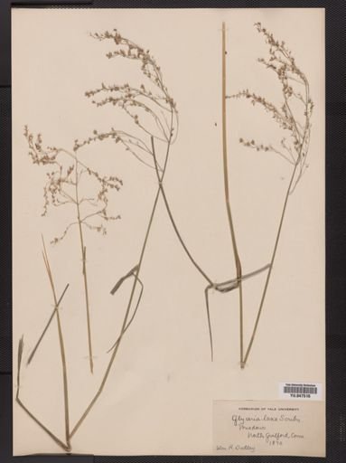 Glyceria canadensis