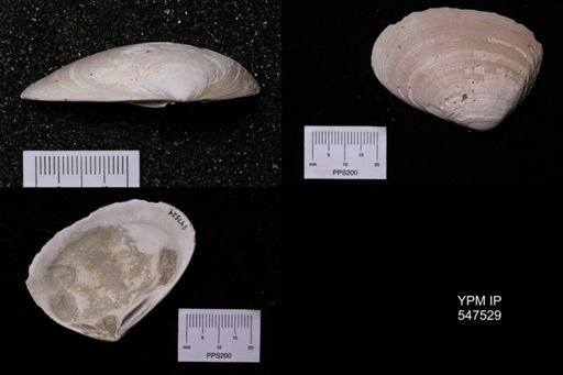 Ceronia arctata