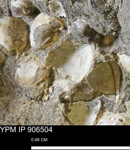 undet. Bivalvia