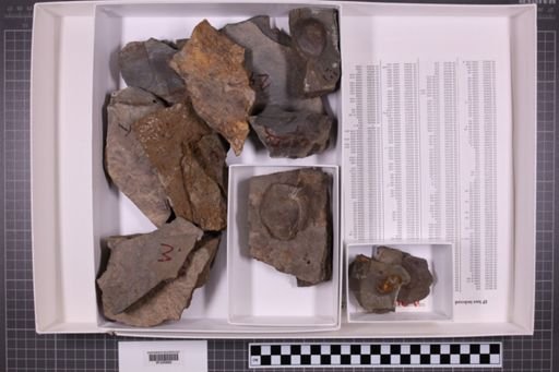 mixed taxa, stratigraphic collection