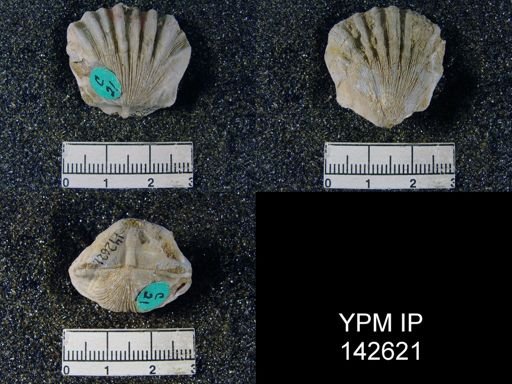 Streptorhynchus sp.