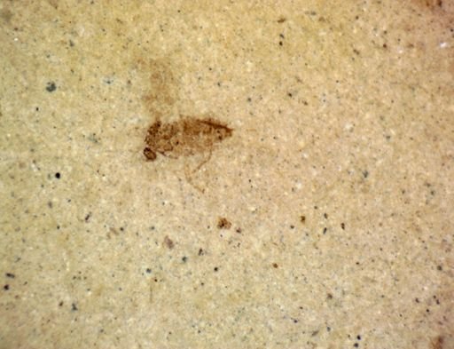 undet. Diptera
