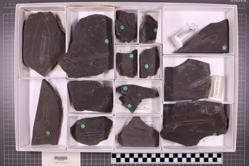 mixed taxa, stratigraphic collection